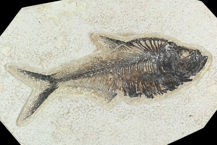 Fossil Fish (Diplomystus) - Green River Formation #129592